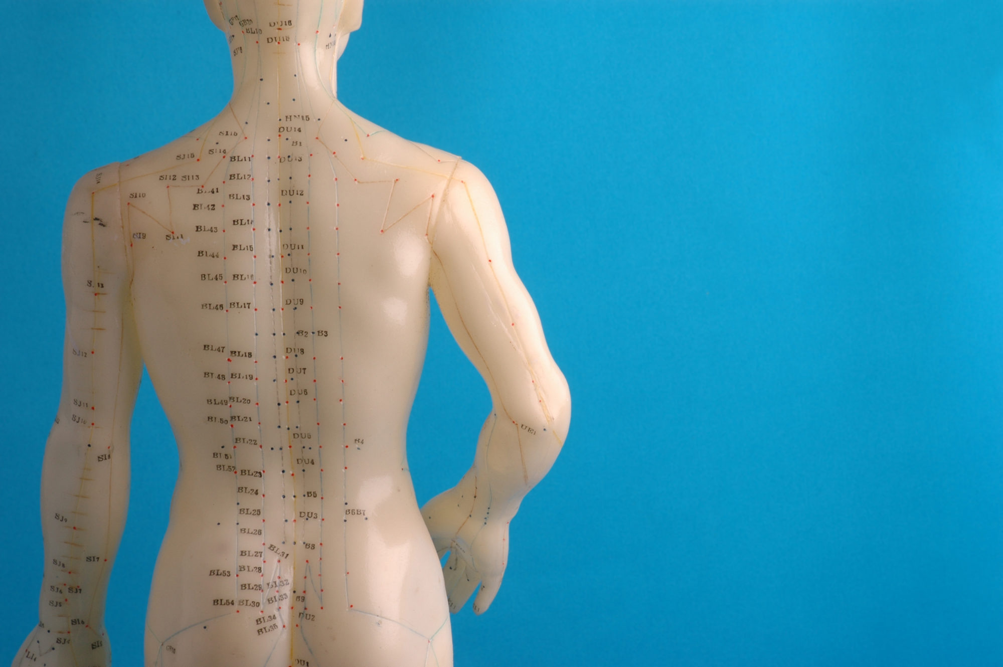 acupuncture model back